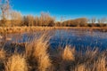 Frozen Swamp and Golden Grass