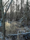 Frozen swamp in winter. Marsh covered with snow. Wetlands in a winter sunset. Royalty Free Stock Photo
