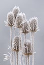 Frozen teasels Dipsacus fullonum Royalty Free Stock Photo