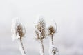Frozen teasels Royalty Free Stock Photo