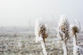 Frozen teasels Royalty Free Stock Photo