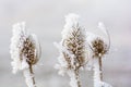 Frozen teasels Royalty Free Stock Photo