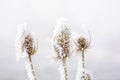 Frozen teasels Royalty Free Stock Photo