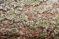 Frozen texture of larch bark Royalty Free Stock Photo