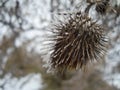 Frozen thorn with ice on barbs