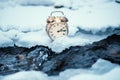 Frozen time. A clock on an ice next to the water. Extreme weather situation. Snow falling on a clock in a nature.