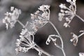 Frozen torso of plants in winter with ice