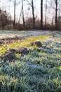 Frozen trail on the ground on a frosty day winter lighting