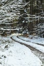 Frozen trail and leaves in a forest