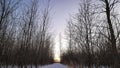 Frozen trails in the woods at dusk Royalty Free Stock Photo