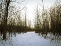 Frozen trails in the woods at dusk Royalty Free Stock Photo