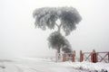 A frozen tree