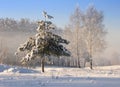 Frozen tree