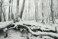 Frozen tree with big roots in winter forest Royalty Free Stock Photo