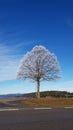 Frozen tree with Blue skies in Black forest, Germany Royalty Free Stock Photo