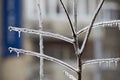 Frozen tree branch in ice Royalty Free Stock Photo