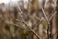 Frozen tree branch in ice Royalty Free Stock Photo