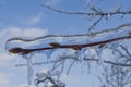 Frozen tree branch with icicles