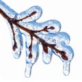 Frozen Tree Branch Isolated on White with Ice Coating Buds Royalty Free Stock Photo