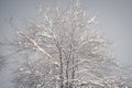 Frozen tree branch in the park or forest with snow and ice hoarfrost on the cold misty winter night image in nature Royalty Free Stock Photo