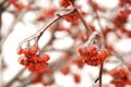 Frozen tree branch with rowan berries Royalty Free Stock Photo