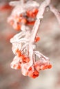 Frozen tree branch with rowan berries Royalty Free Stock Photo