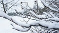 Frozen tree branch. snow on tree snow in park.