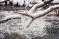 Frozen tree branch on a snowy day, nature winter background with icicle and snowflakes Royalty Free Stock Photo