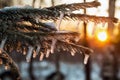 Frozen tree branch in the winter woods Royalty Free Stock Photo