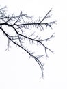 Frozen tree branches Royalty Free Stock Photo