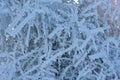 Frozen tree branches