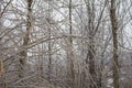 Frozen Tree Branches Covered with Ice - Winter Landscape Royalty Free Stock Photo