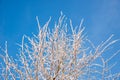 Frozen tree branches covered with snow on a clear blue sky background Royalty Free Stock Photo
