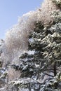 Frozen tree branches covered by snow and ice after an ice storm Royalty Free Stock Photo