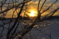 Frozen tree branches on a sunset in winter