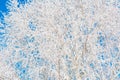 Frozen tree branches white blue background Royalty Free Stock Photo