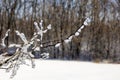 Frozen tree branches in winter ice Royalty Free Stock Photo