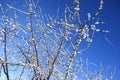 Frozen tree branches in winter ice Royalty Free Stock Photo