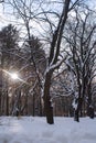 Frozen tree in city park