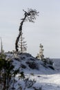 Frozen tree on coast of Ladoga Royalty Free Stock Photo