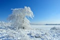 Frozen tree