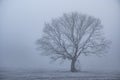 Frozen tree in the cold field at winter time