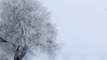 A frozen tree covered with frost