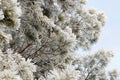 Frozen tree on freezy winter day Royalty Free Stock Photo