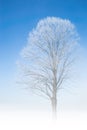 Frozen tree frosty twigs on snowbound snowfield scene