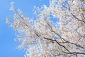 Frozen tree Royalty Free Stock Photo