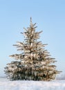 Frozen tree after ice storm Royalty Free Stock Photo