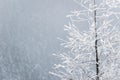 Frozen tree in the misty winter scenery