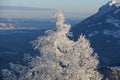 Frozen Tree after a Snowstorm