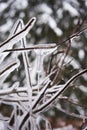 Frozen tree, snowy tree branches, close-up, winter Royalty Free Stock Photo